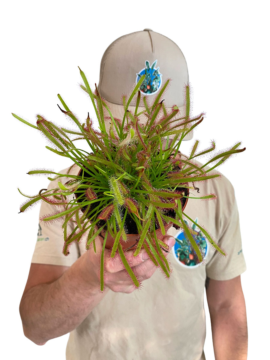 Sonnentau Drosera Capensis - Gross