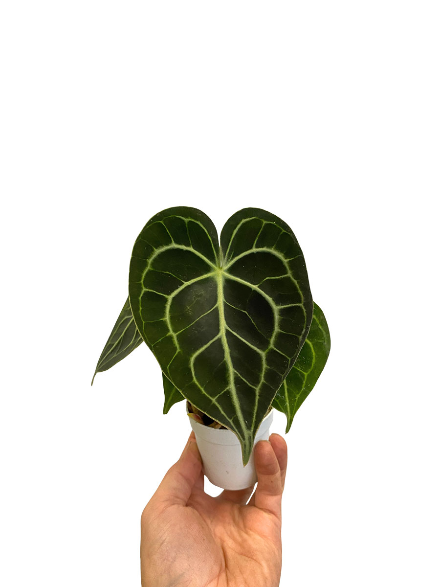 Baby Anthurium Clarinervium
