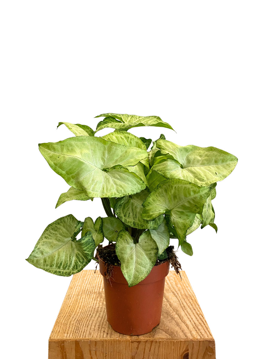 Syngonium White Butterfly