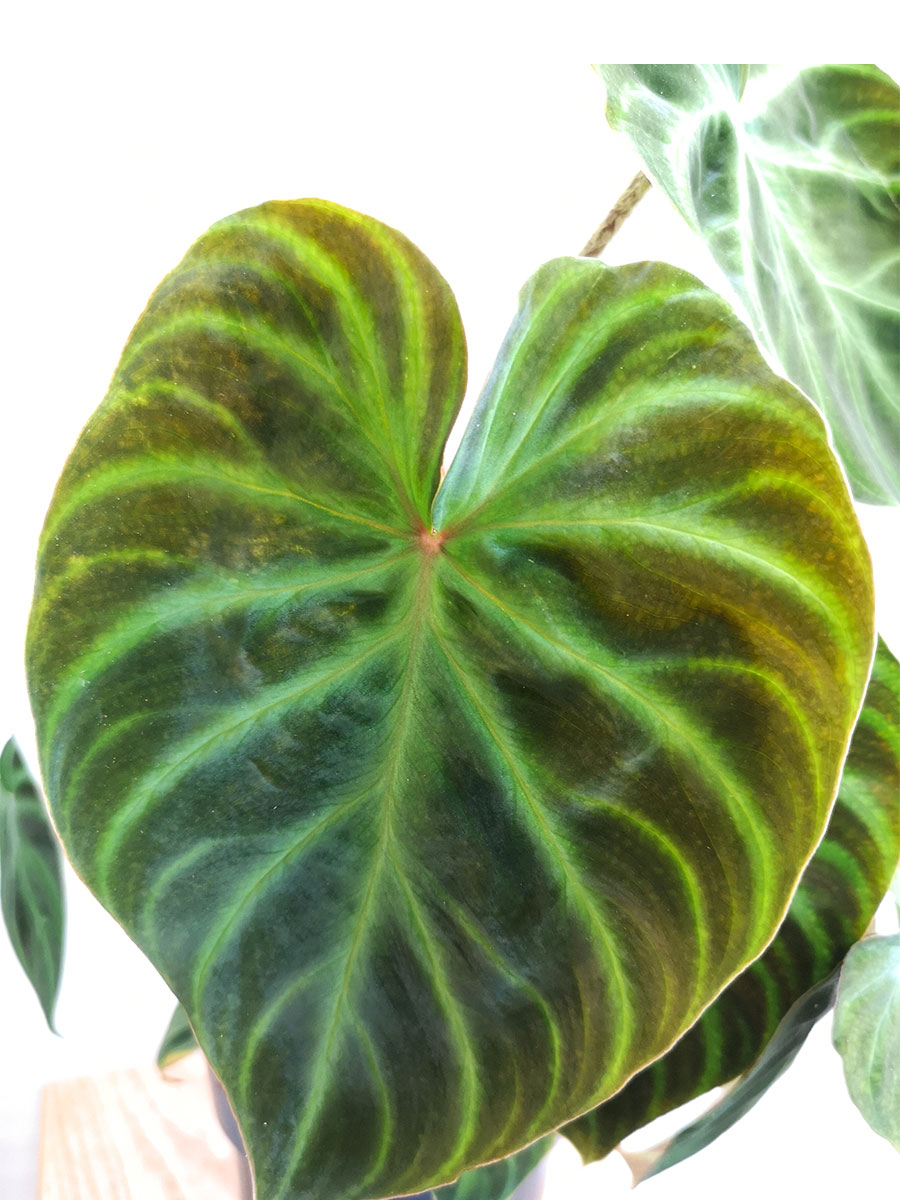 Philodendron Verrocosum Philodendron Verrocosum