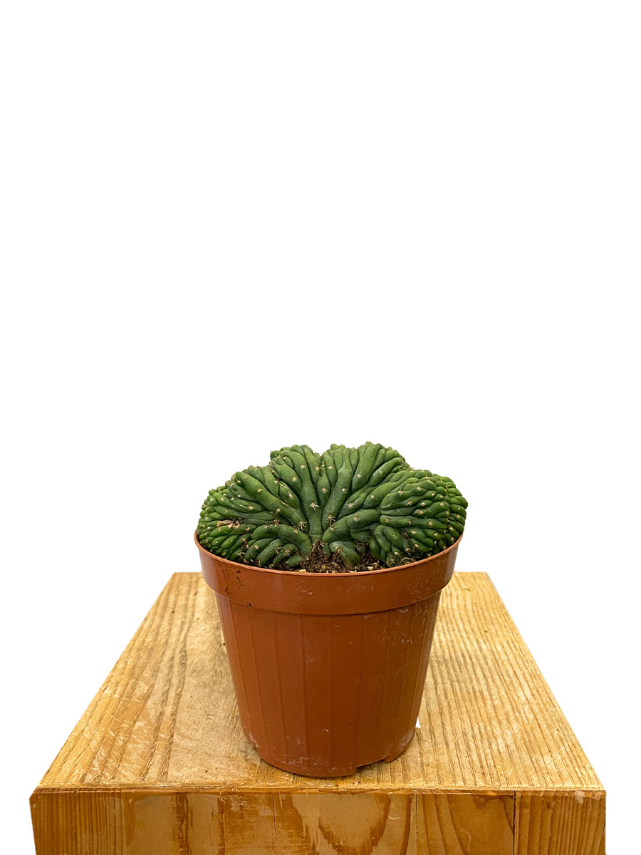 San Pedro Kaktus Pachanoi Cristata