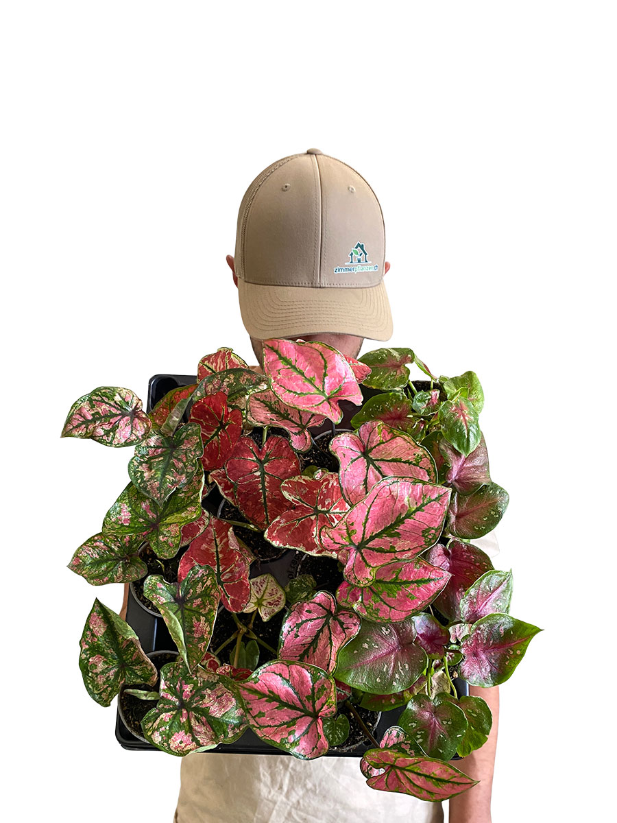 Baby Caladium Mix - 12 Stück