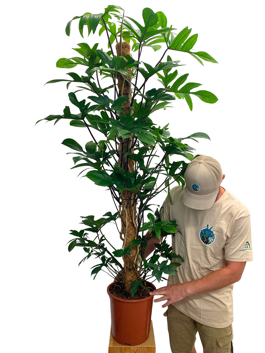 Philodendron Pedatum Moosstab XL