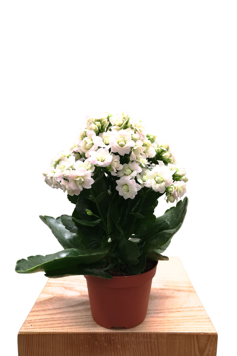 Kalanchoe blossfeldiana Supernova