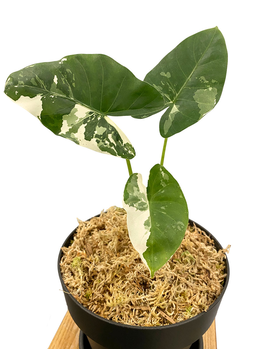 Alocasia Macrorrhiza Variegata Alocasia Macrorrhiza Variegata