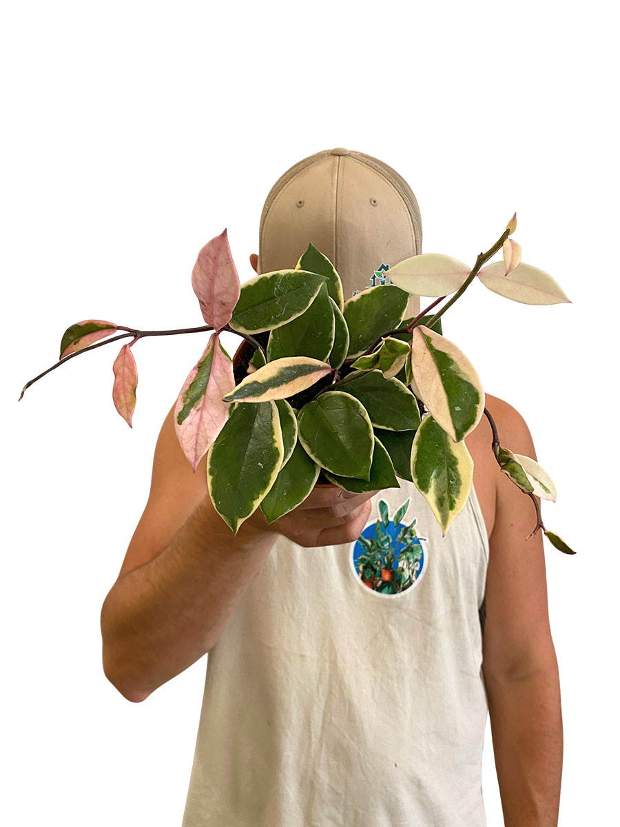 Hoya Flamingo Dream - Ø12 cm
