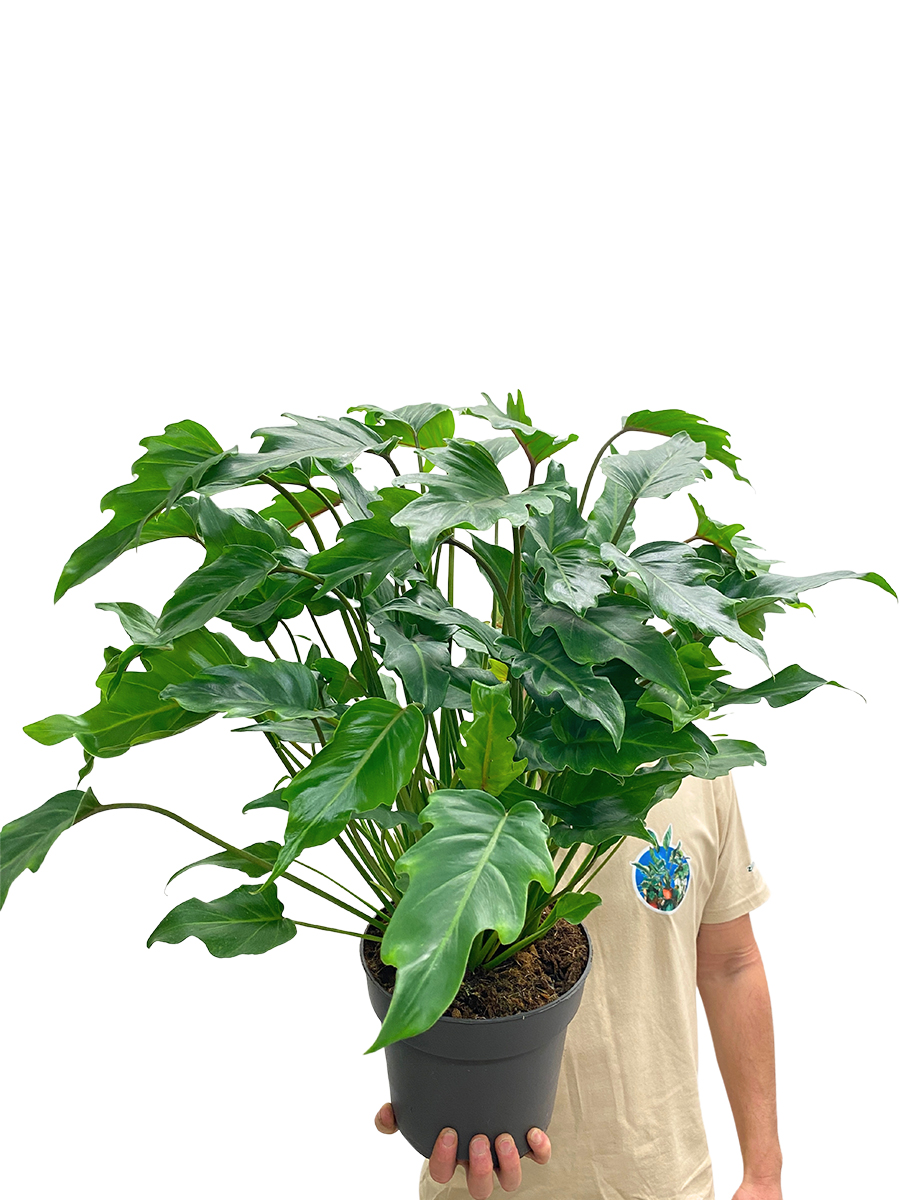Philodendron Xanadu 70-80cm
