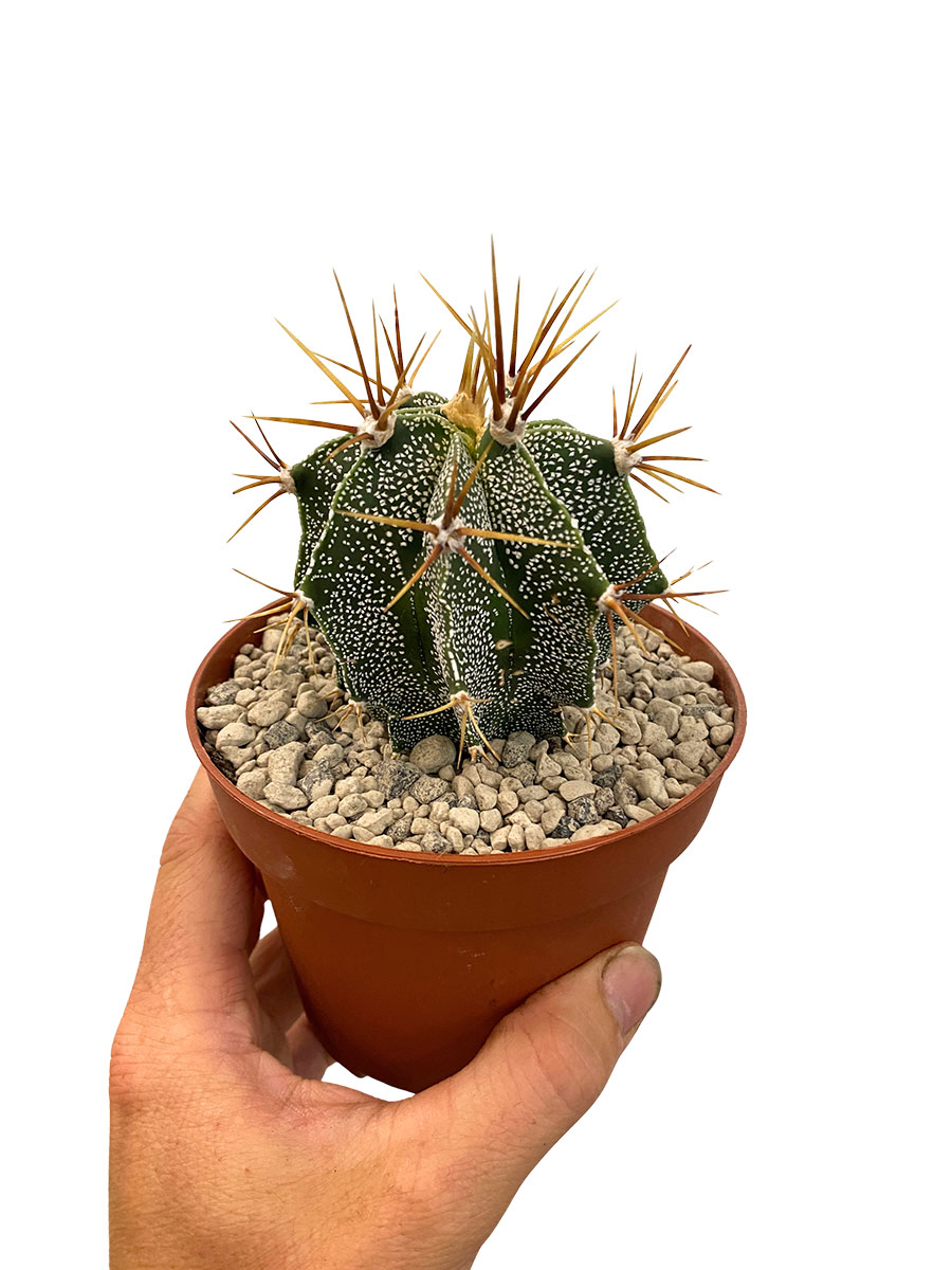 Astrophythum Myriostigma