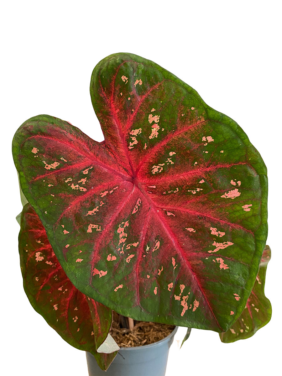 Caladium Fast Flash