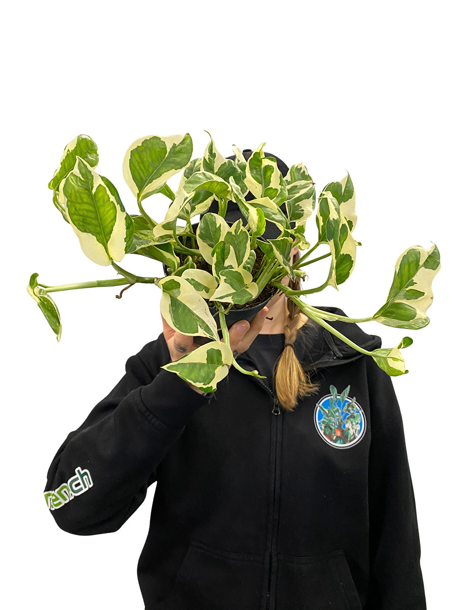 Epipremnum Aureum N'joy