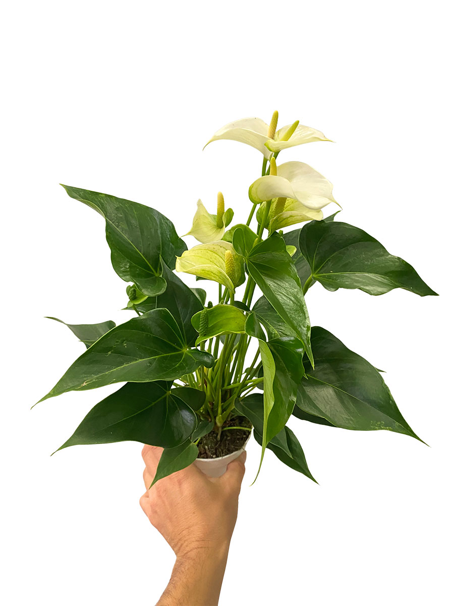 Anthurium White Champion - Ø12 cm