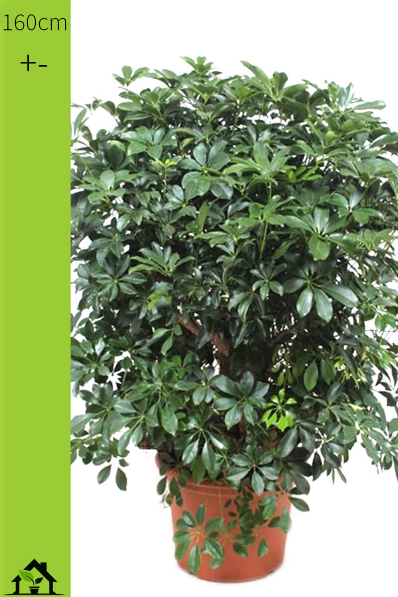 Schefflera arboricola Compacta verzweigt 160cm