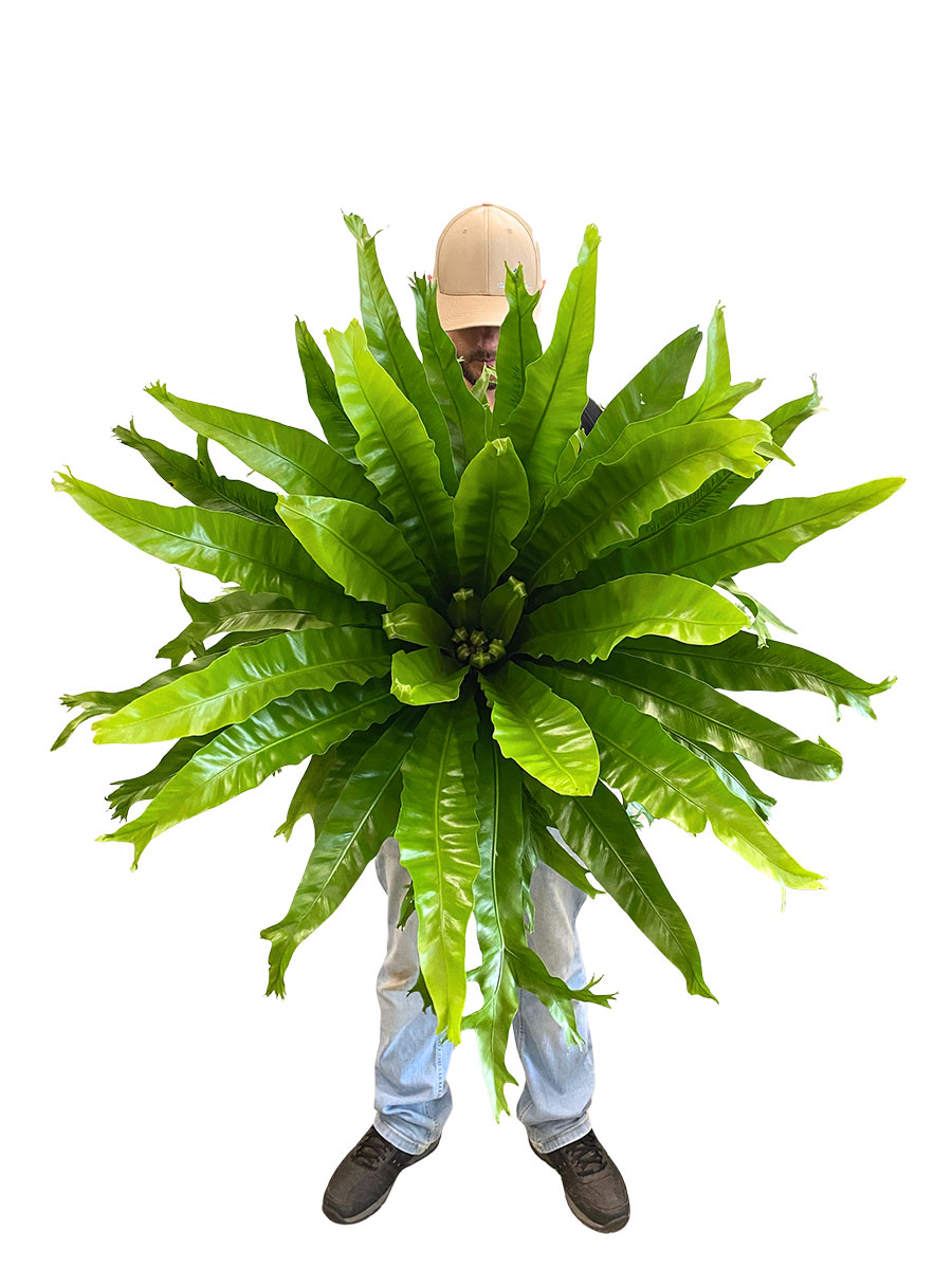 Nestfarn Asplenium Crissie - Gross