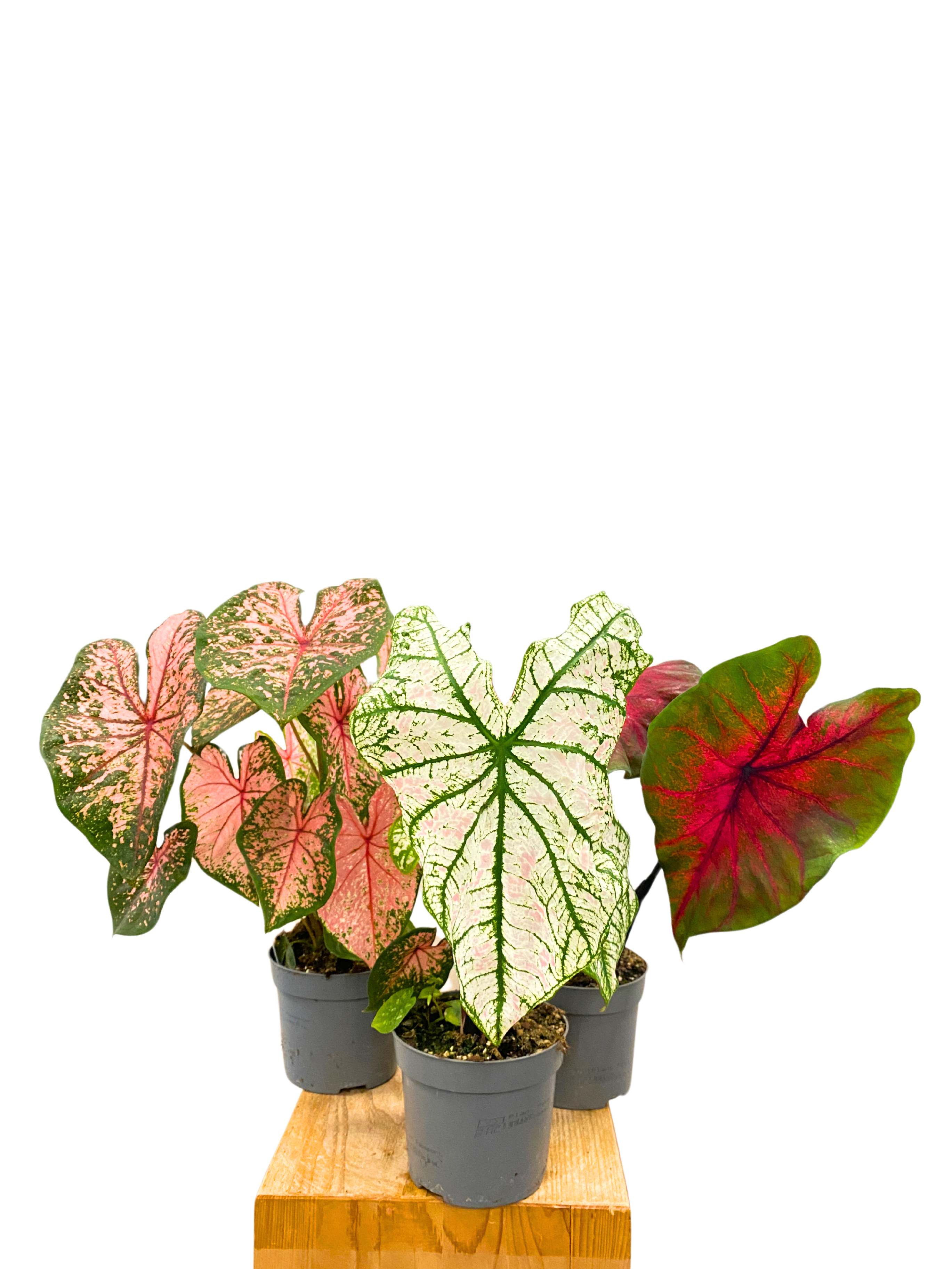 Caladium Trio Mix