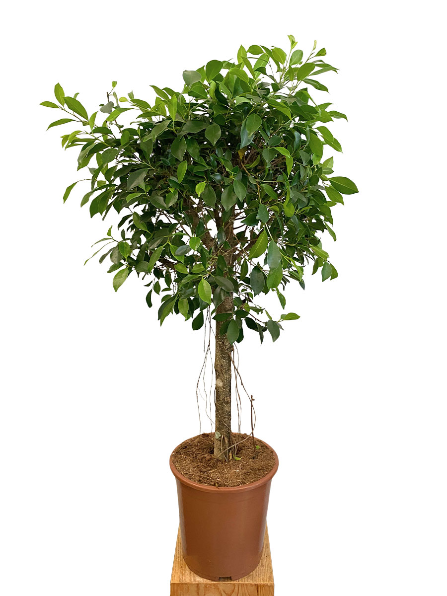 Birkenfeige Nitida Stamm - Ø27 cm