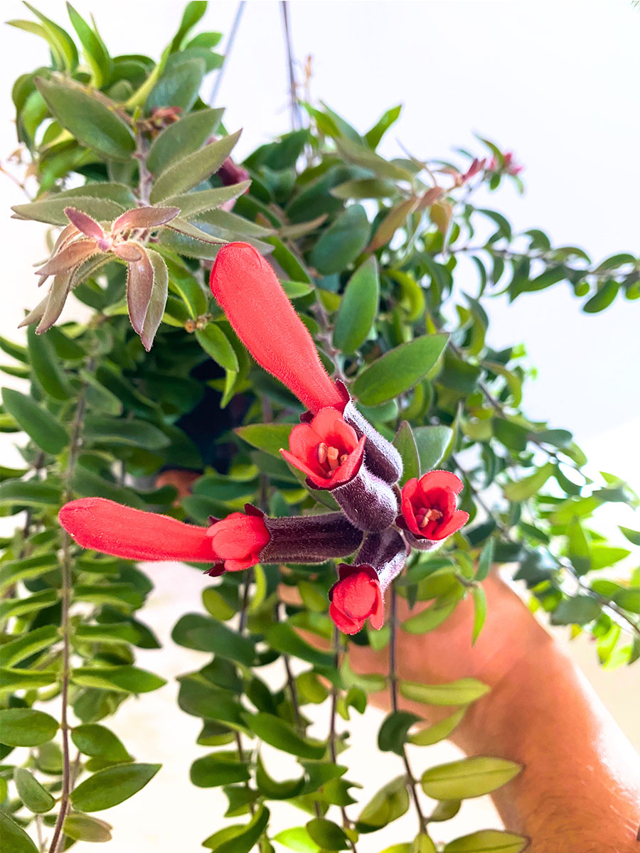 Hänger - Lipstick Plant Aeschynanthus Twister