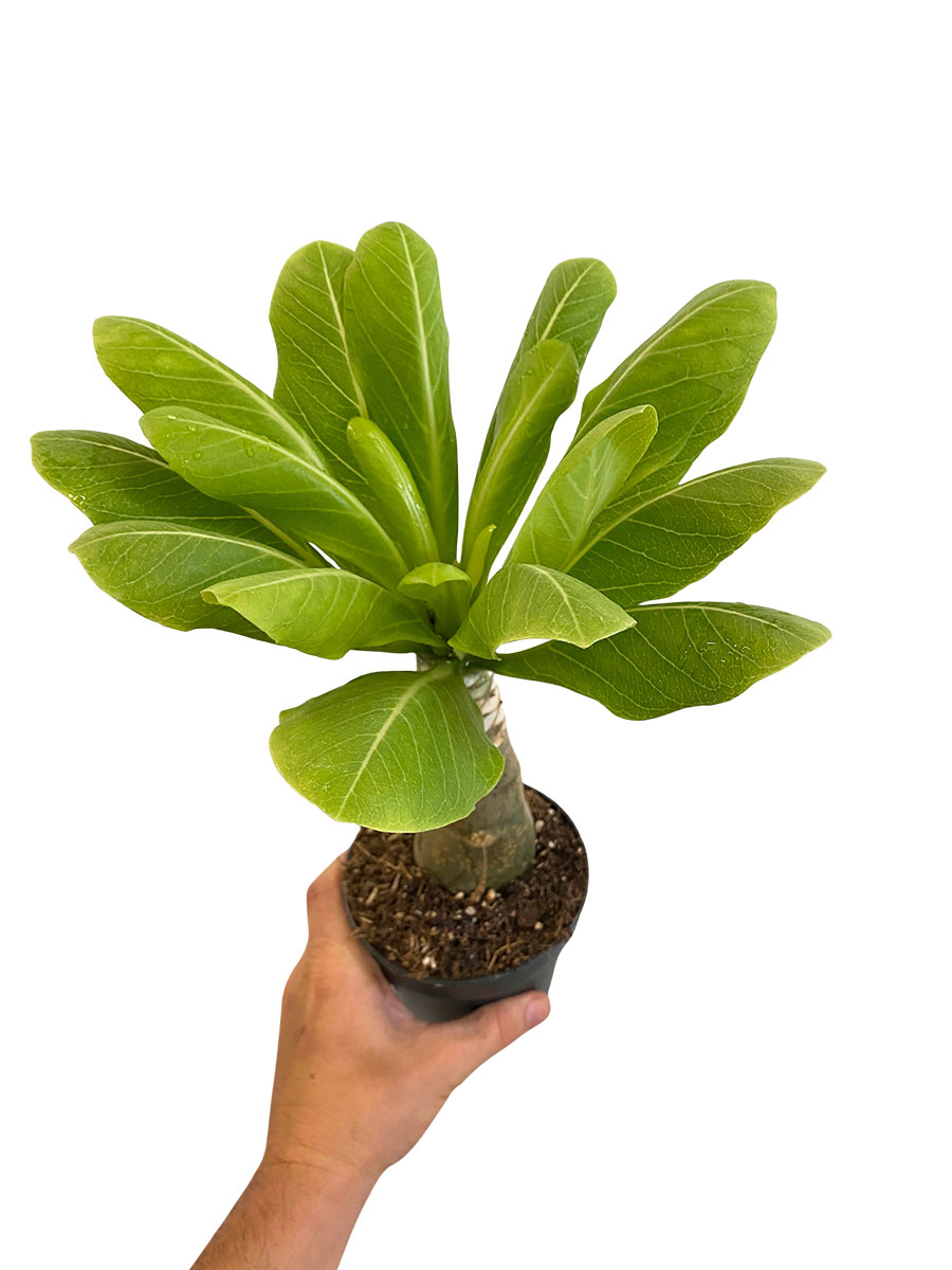 Hawaii-Palme Brighamia Insignis