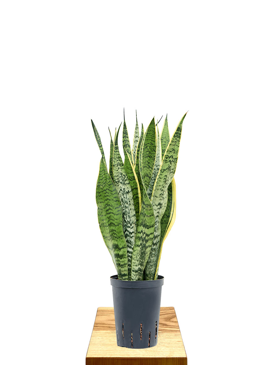 Hydro - Bogenhanf Sansevieria Laurentii