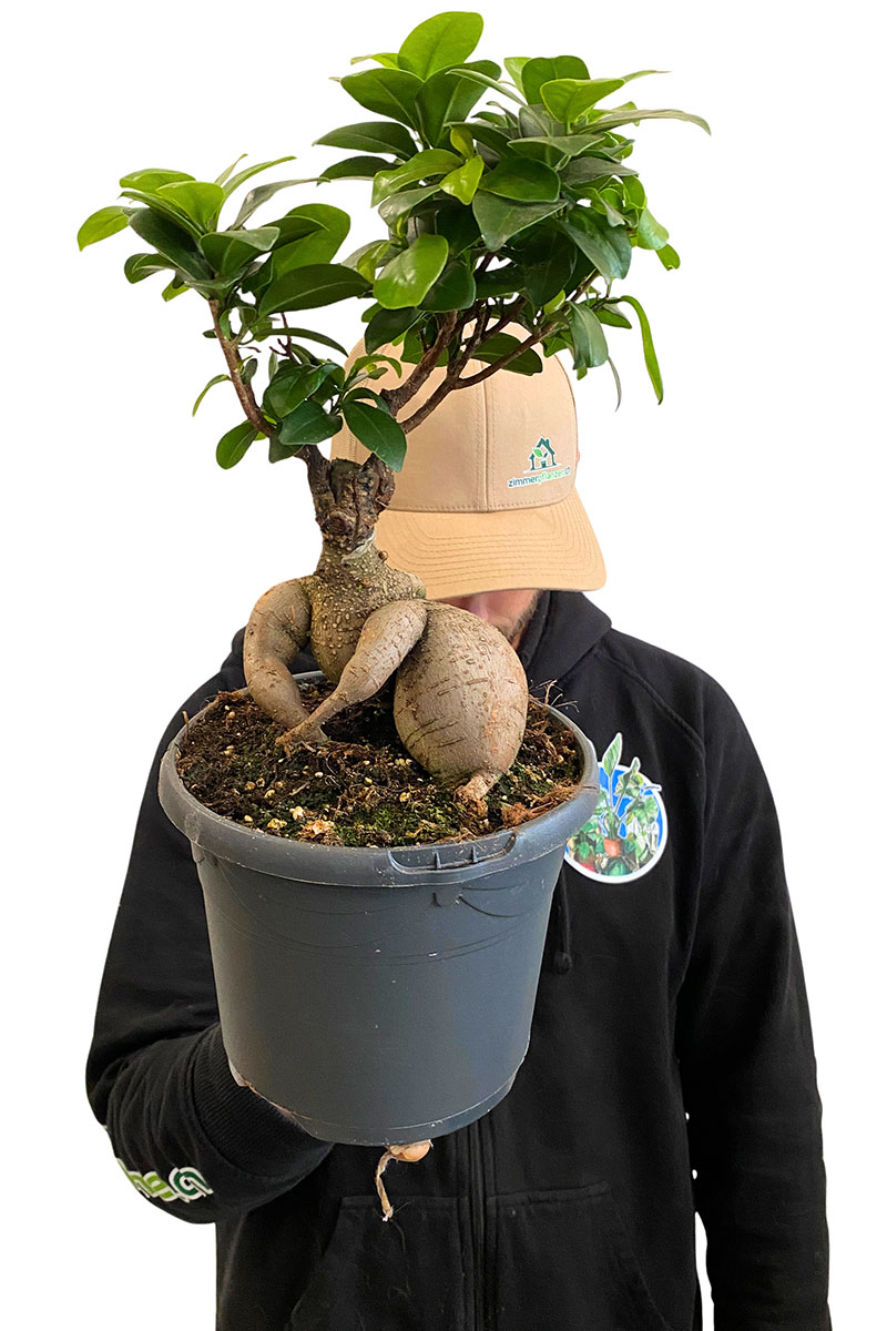 Ficus Microcarpa Ginseng