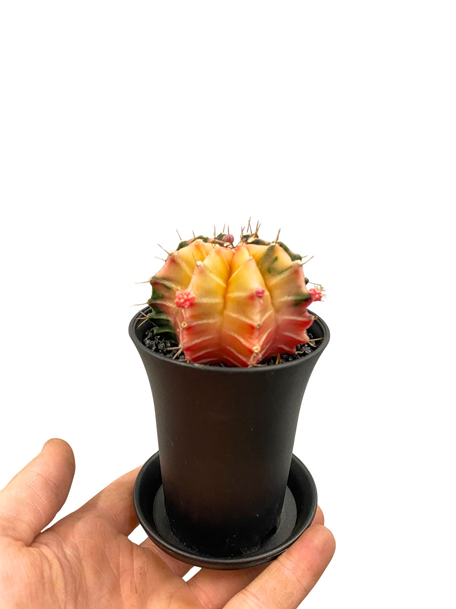 Gymnocalycium Mihanovichii Variegata 