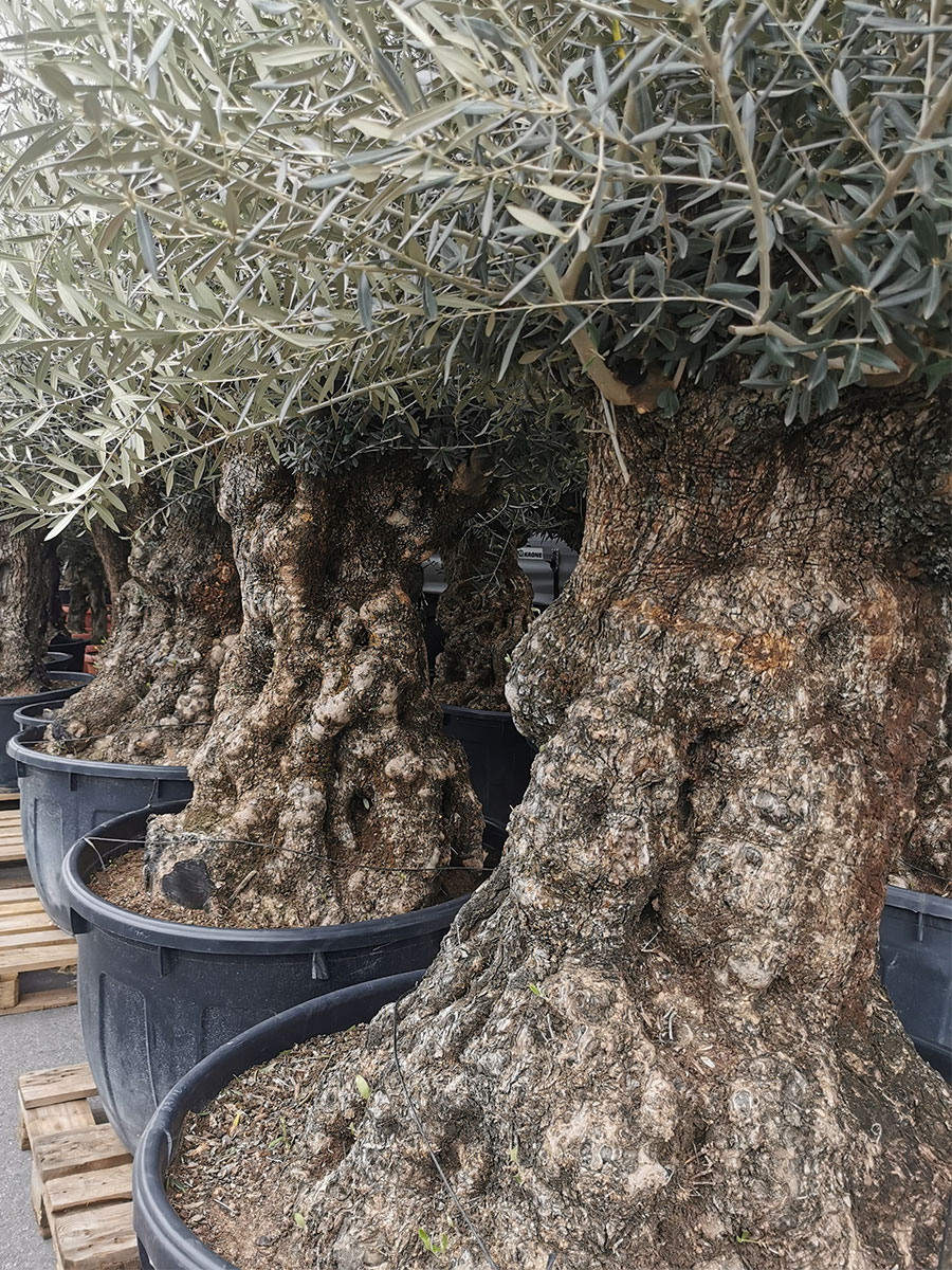 Olivenbaum Bonsai Outdoor - Gross