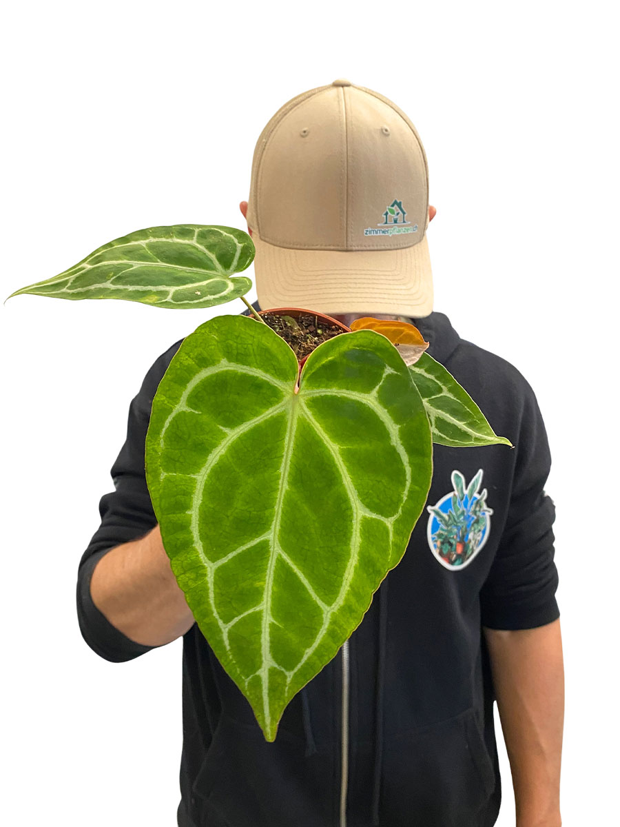  Anthurium Crystallinum