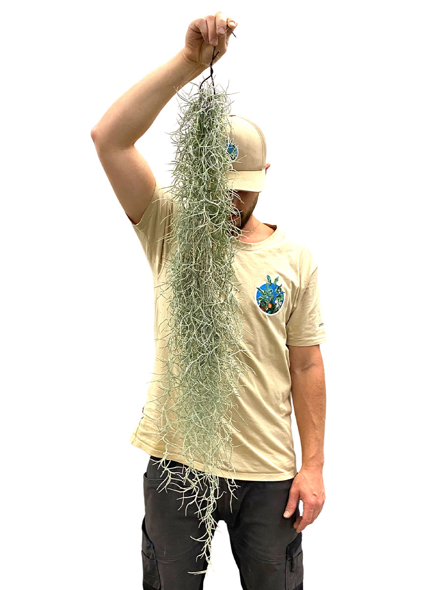 Spanisches Moos Tillandsia usneoides - Gross