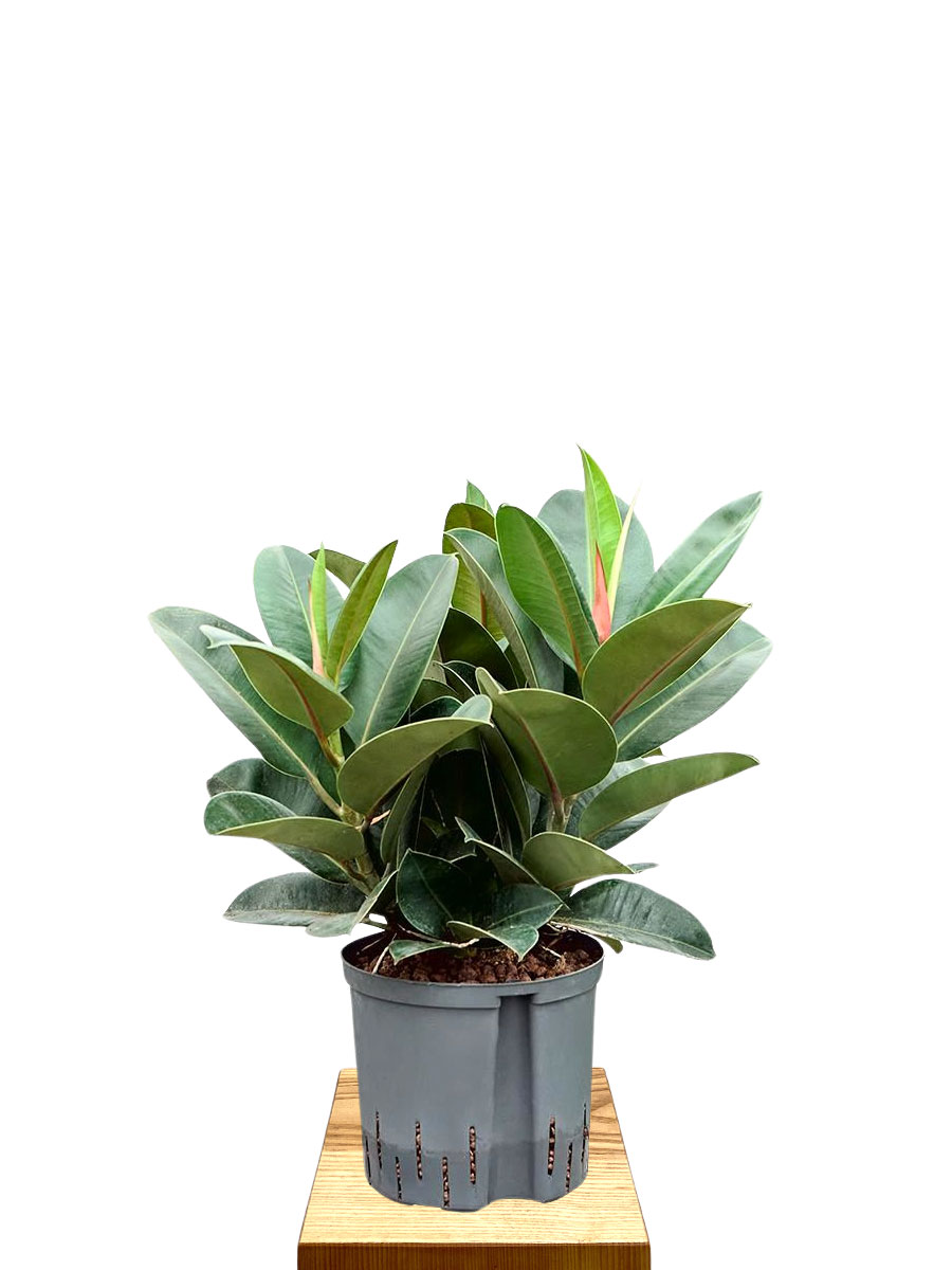 Hydro -  Ficus elastica Robusta