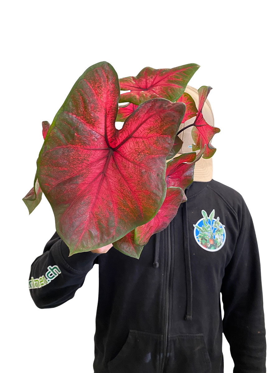 Caladium Postman Joyner
