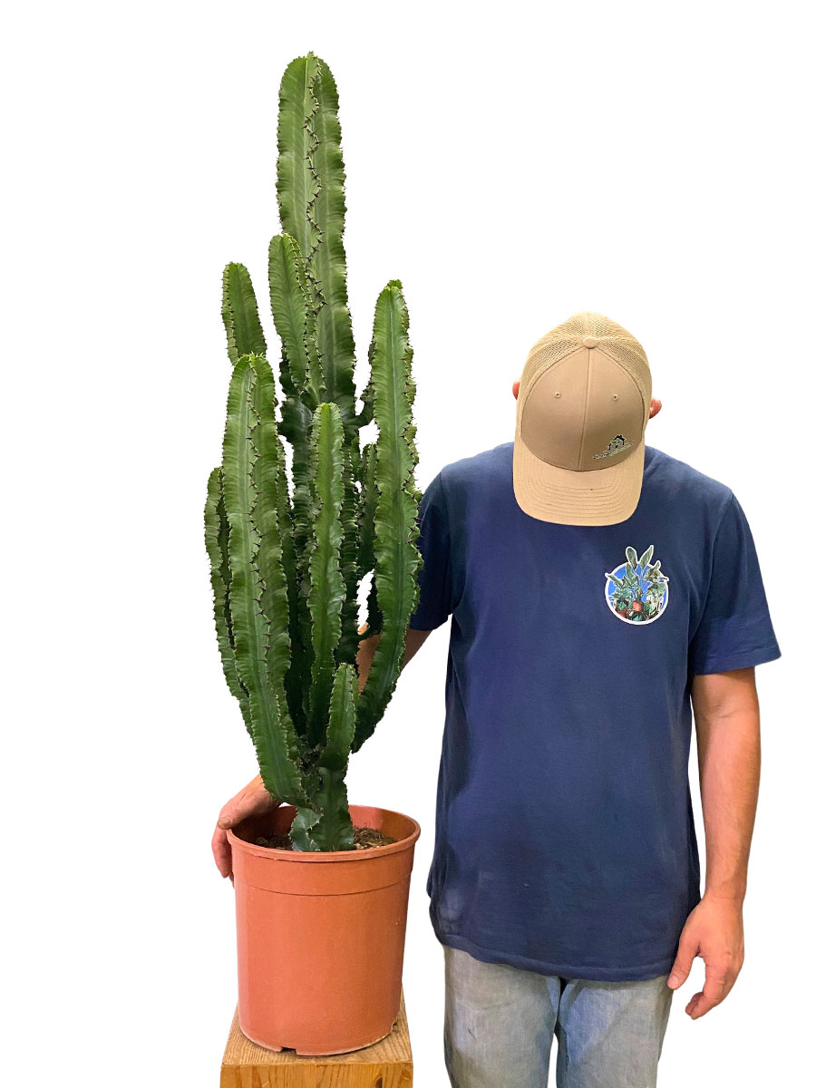 Euphorbia Ingens - Ø26 cm