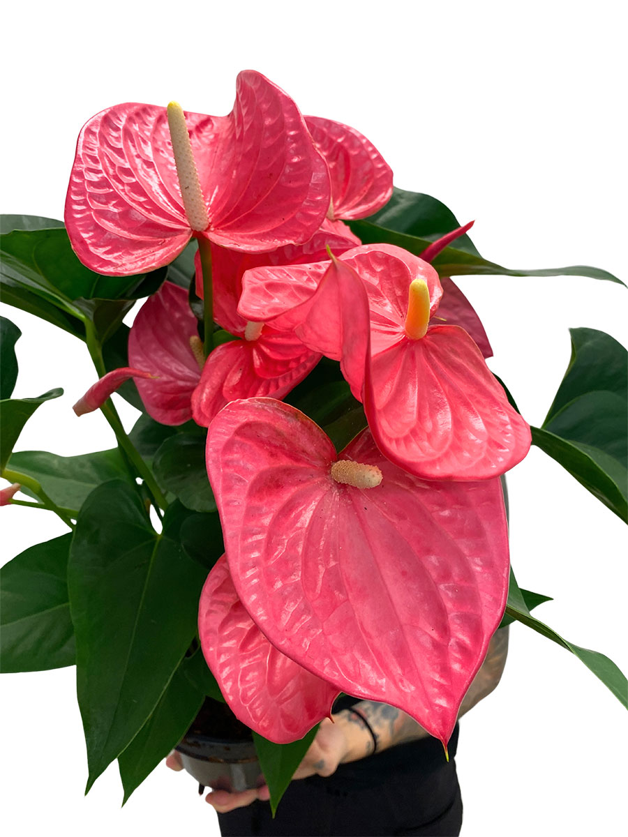 Anthurium Maine Pink