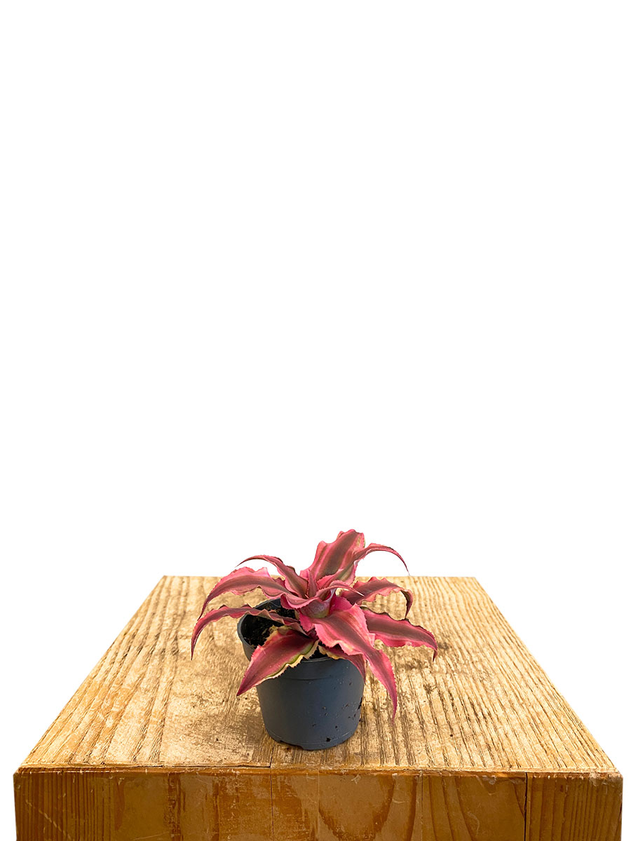 Baby Cryptanthus Rosa Star
