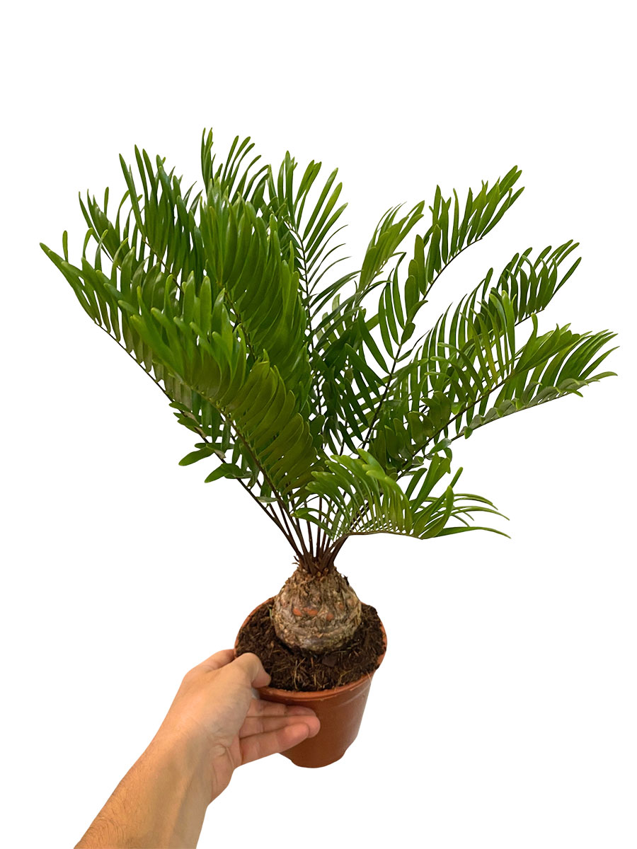 Zamia Furfuracea