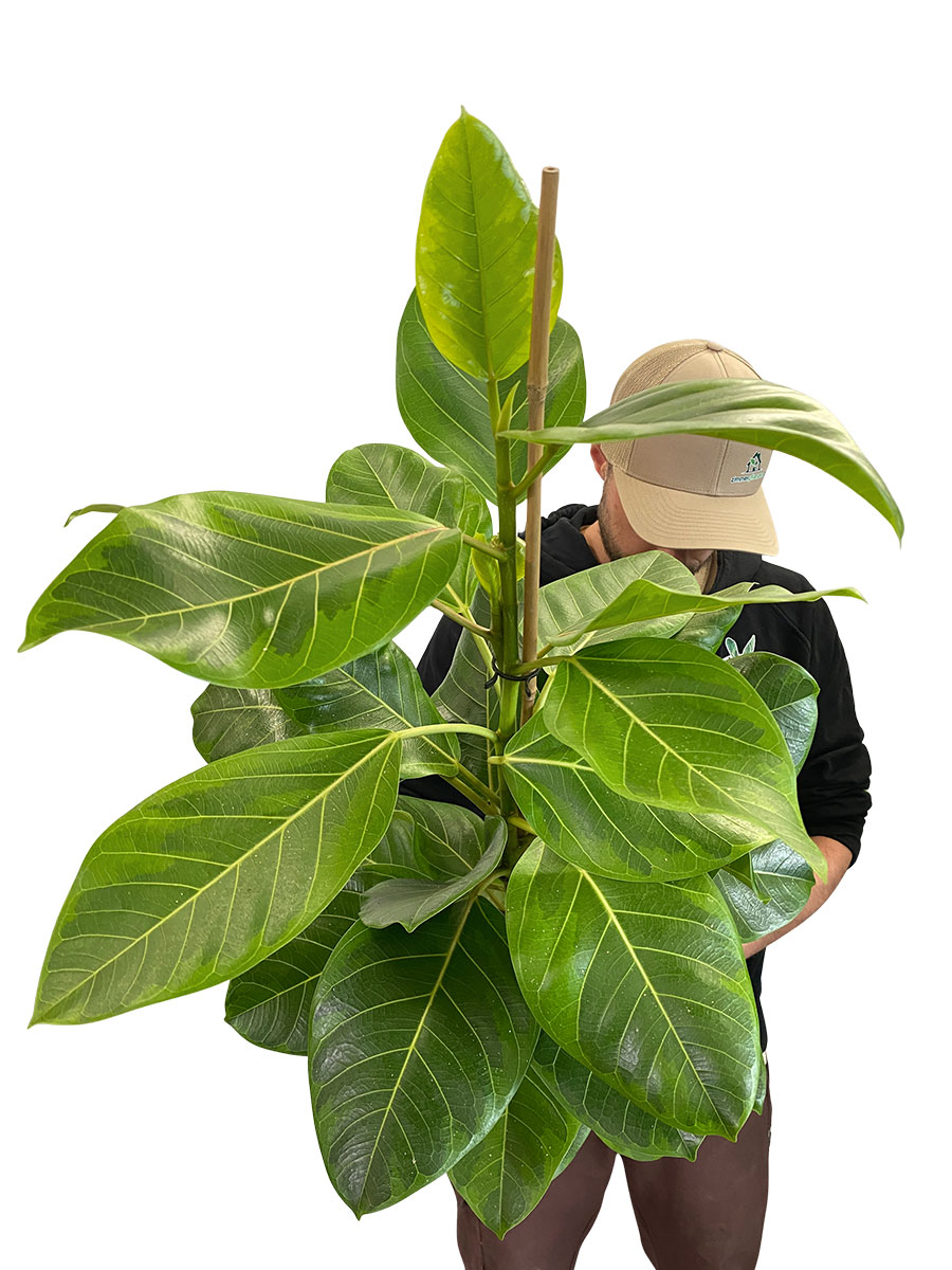 Ficus Altissima Yellow Gem