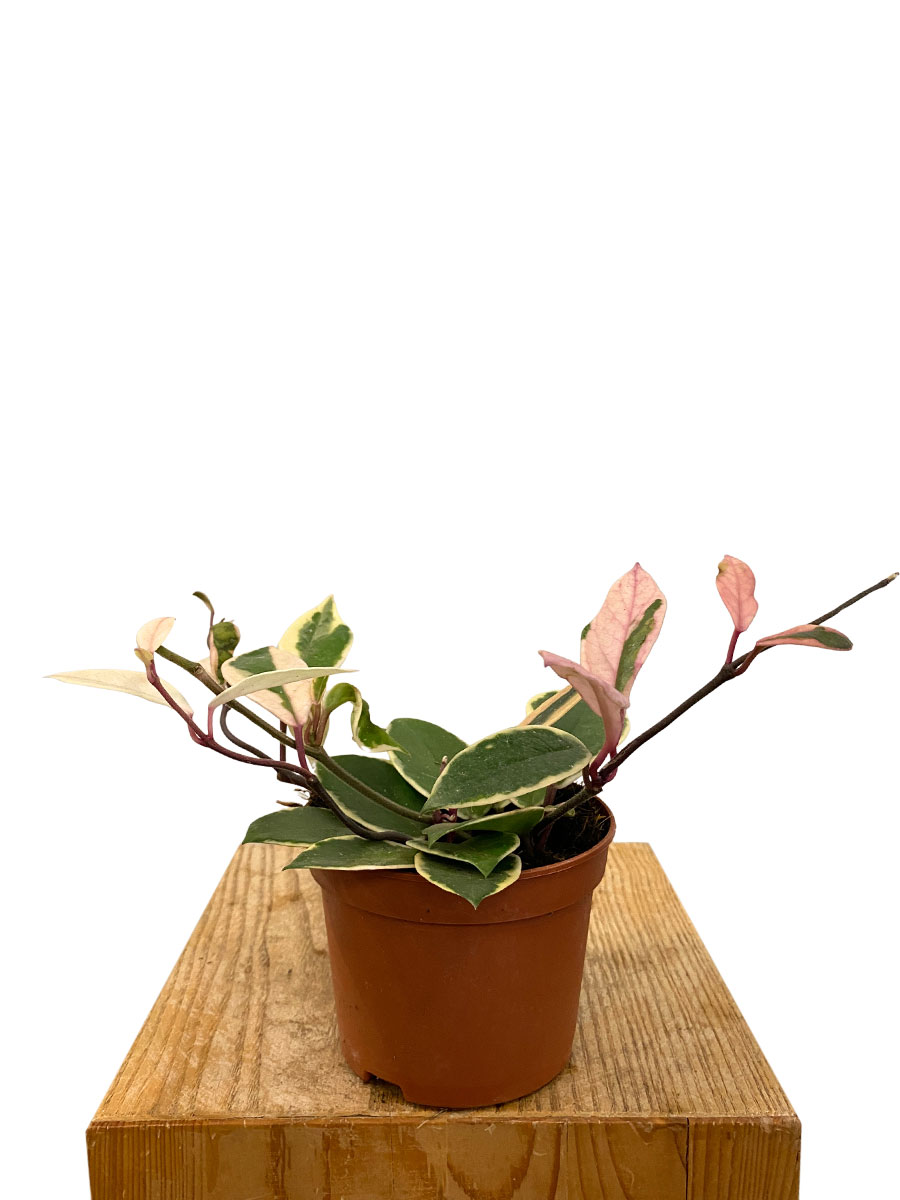 Hoya Flamingo Dream - Ø12 cm
