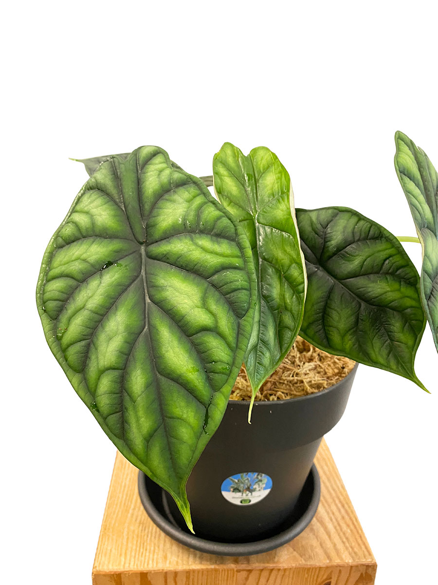Alocasia Dragon Scale