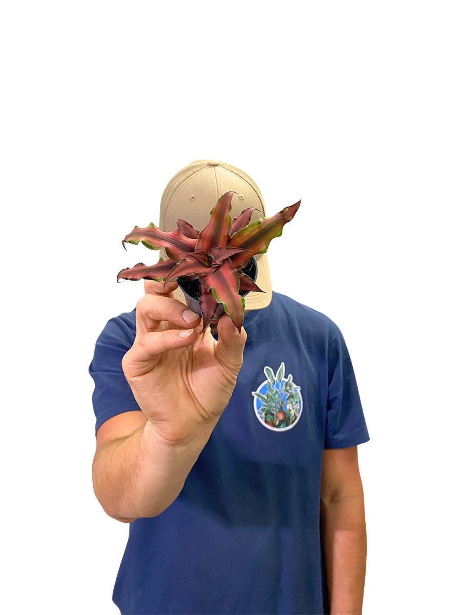 Baby Cryptanthus Red Star