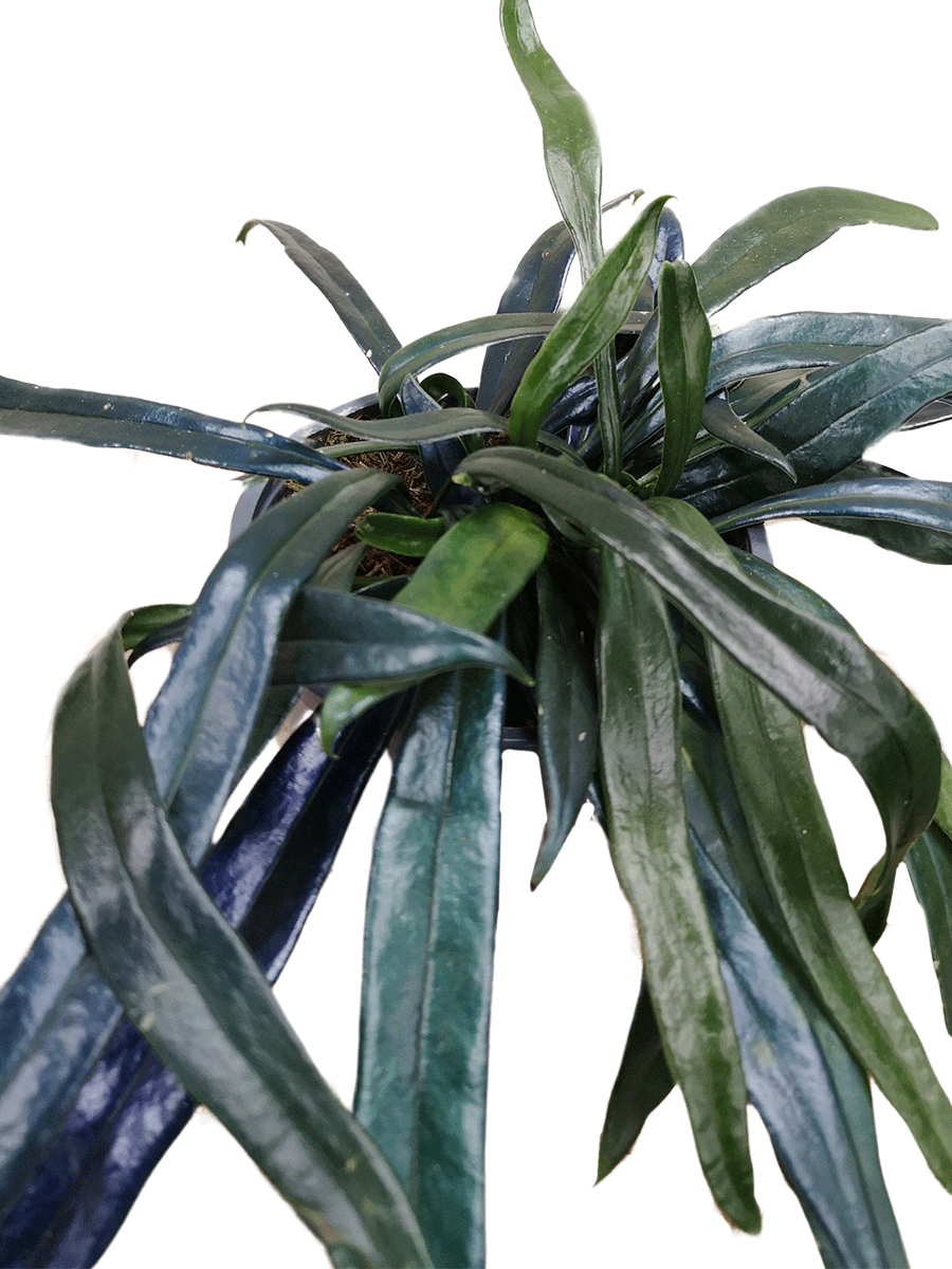 Microsorum thailandicum Microsorum thailandicum