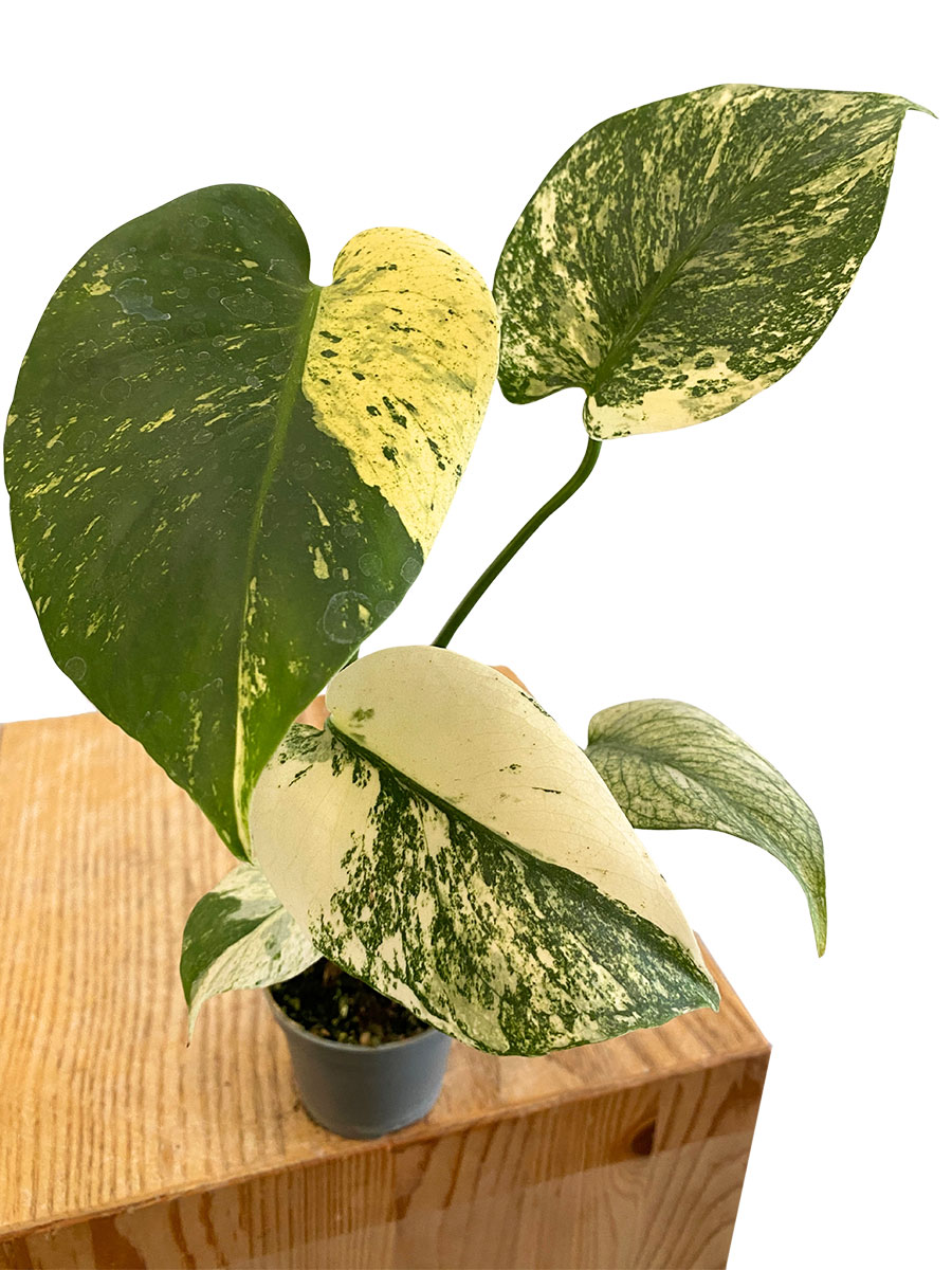 Baby Monstera Mint Variegata