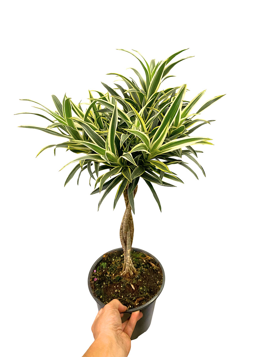 Dracaena Reflexa Valentina Geflochten