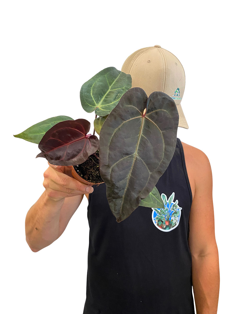 Anthurium DocBlock Dark & Handsome® 9 x Darth Vader® 75
