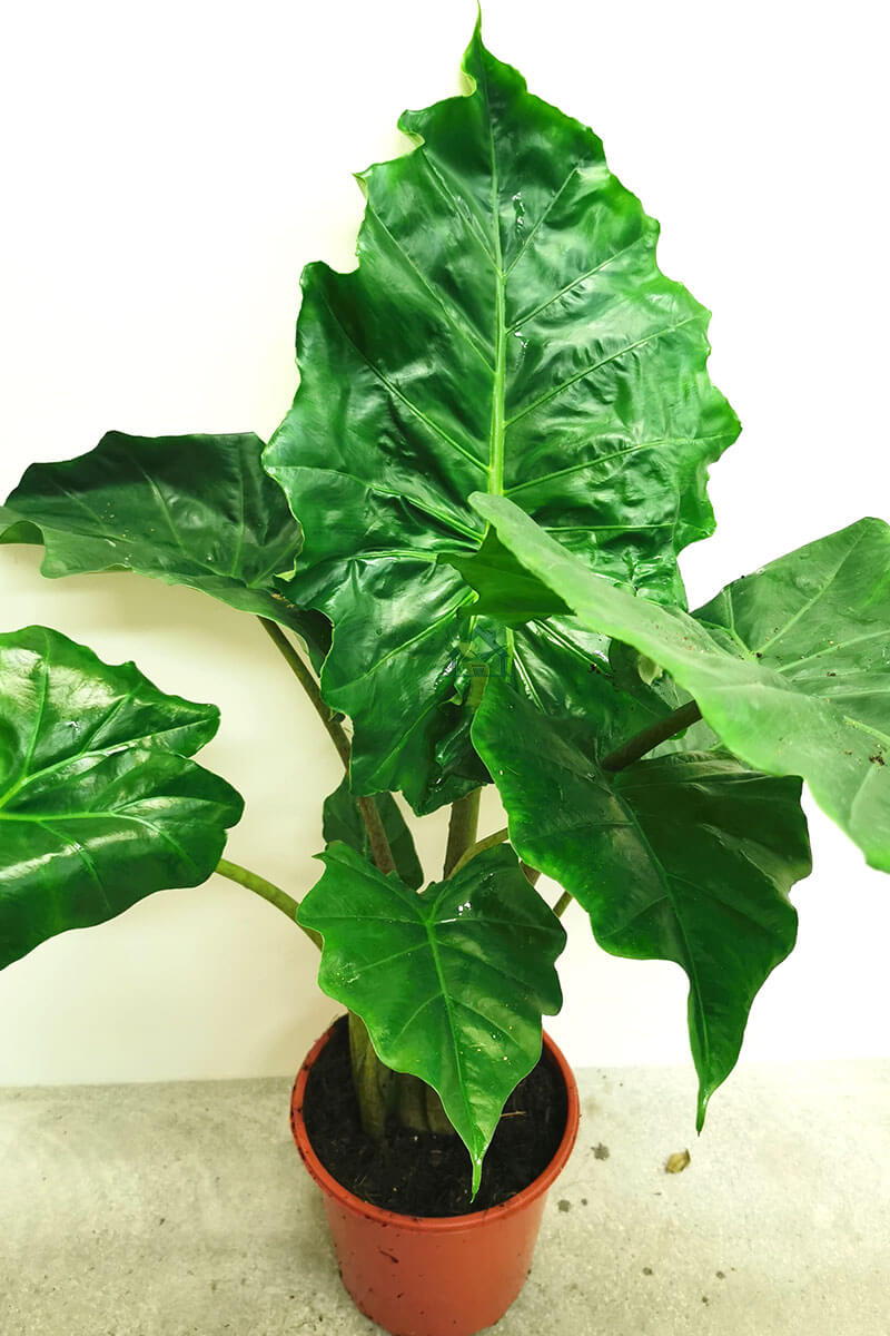 Alocasia portodora Zimmerpflanzen online kaufen