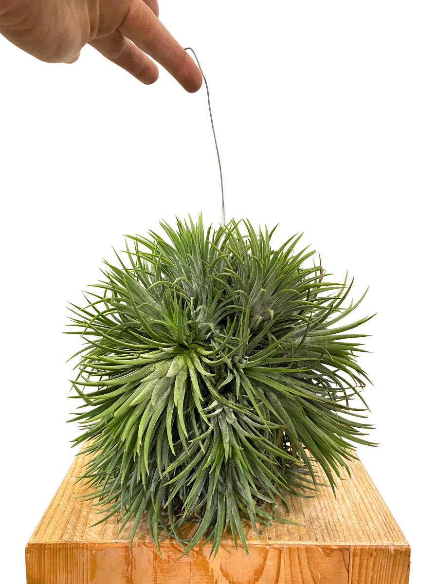 Tillandsia Magic Ball XXL