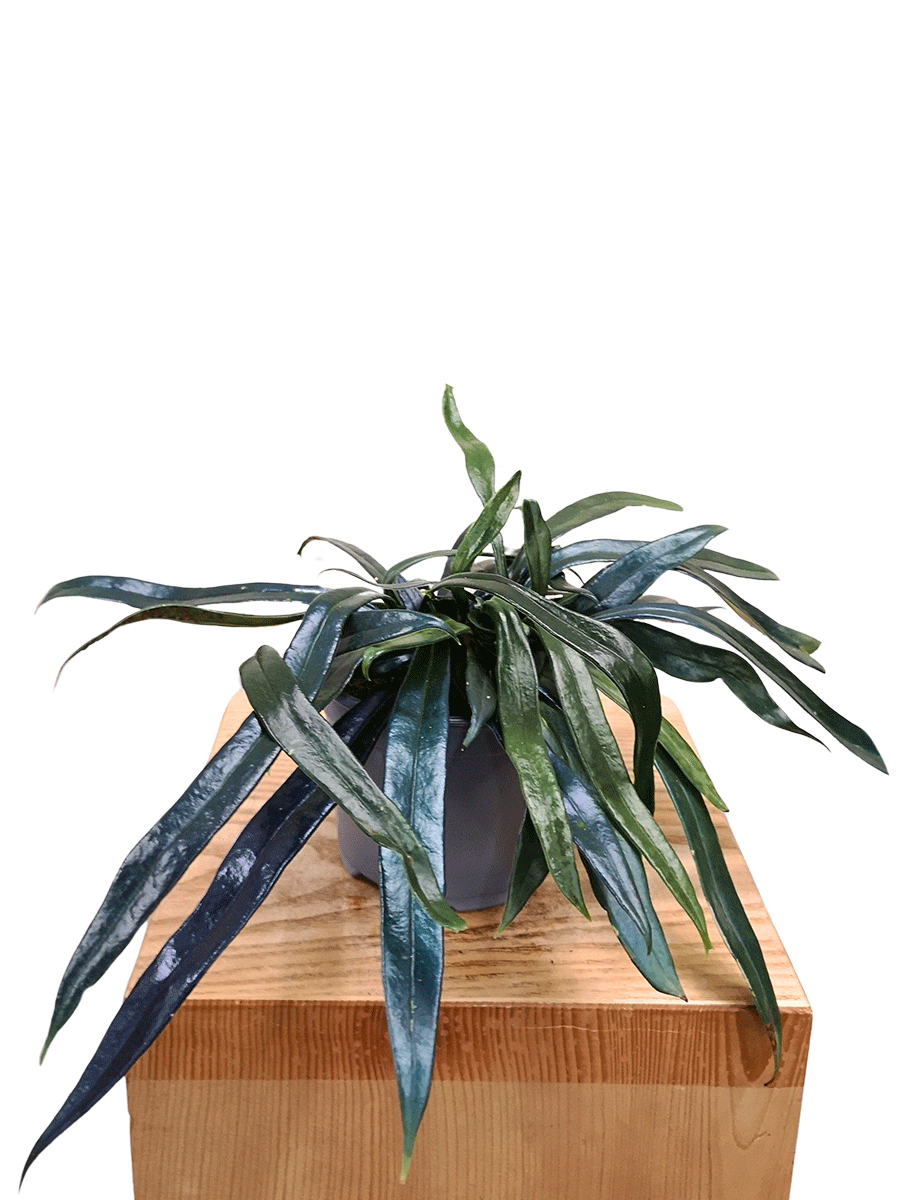 Microsorum thailandicum Microsorum thailandicum