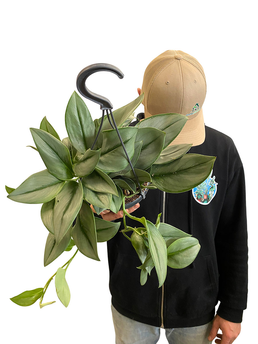 Hänger - Scindapsus Treubii Moonlight