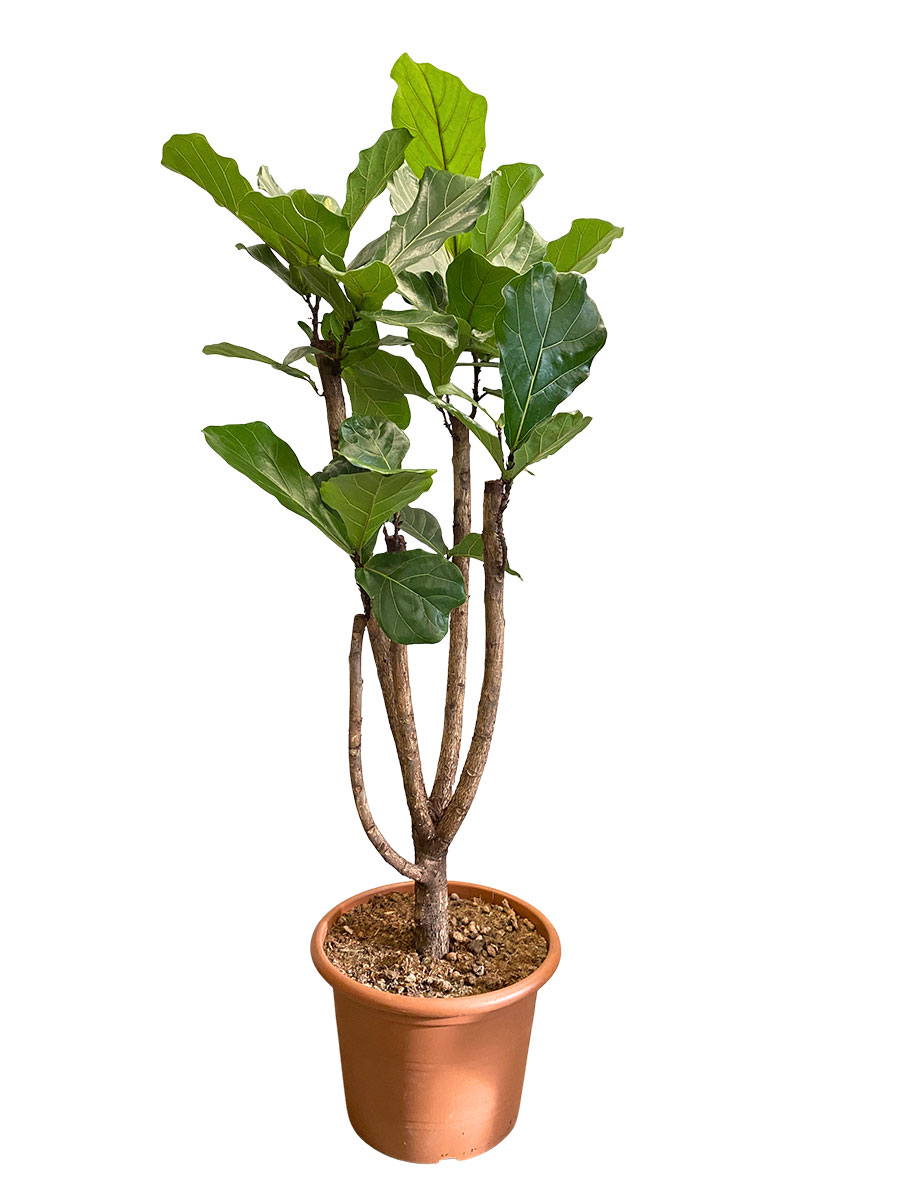 Ficus lyrata Stamm Verzweigt - Gross