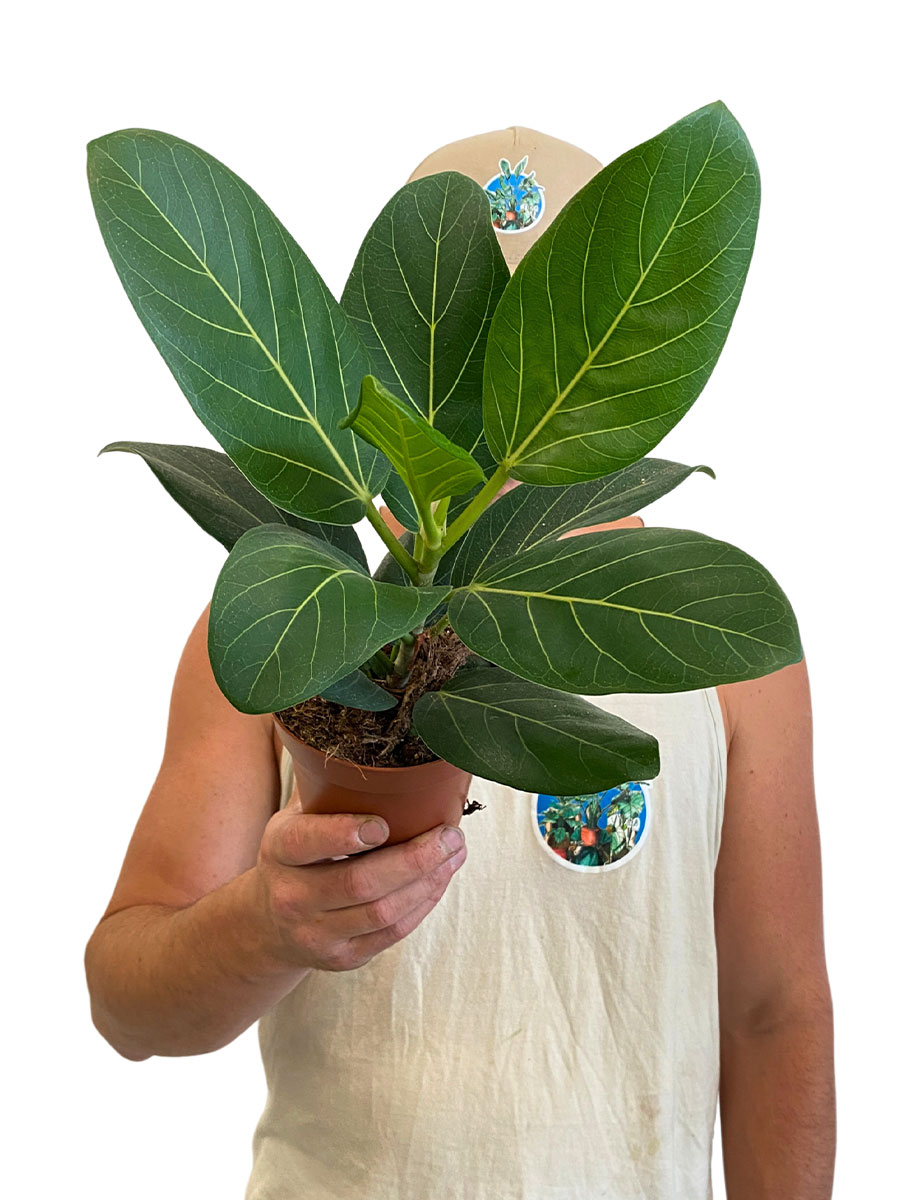 Baby Banyanbaum Ficus Benghalensis