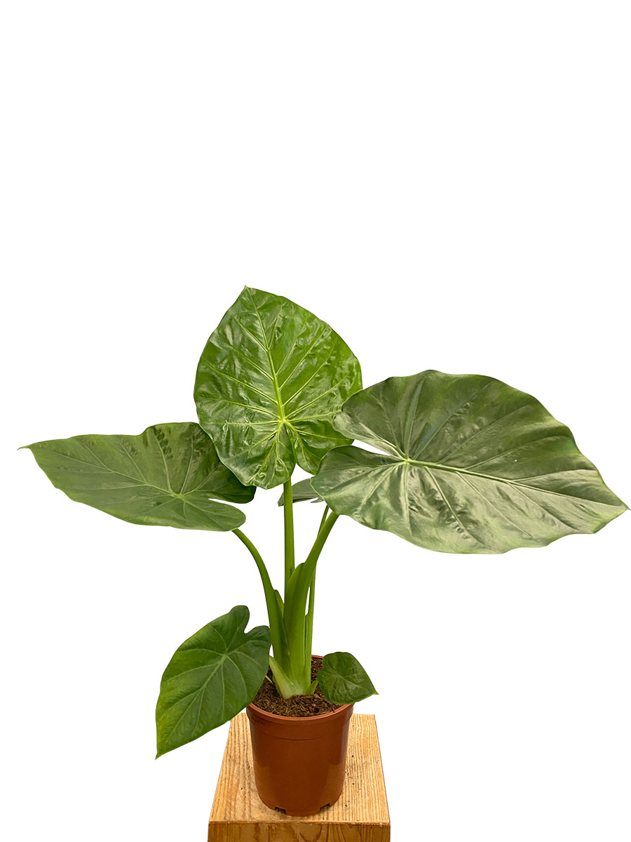 Alocasia Macrorrhiza