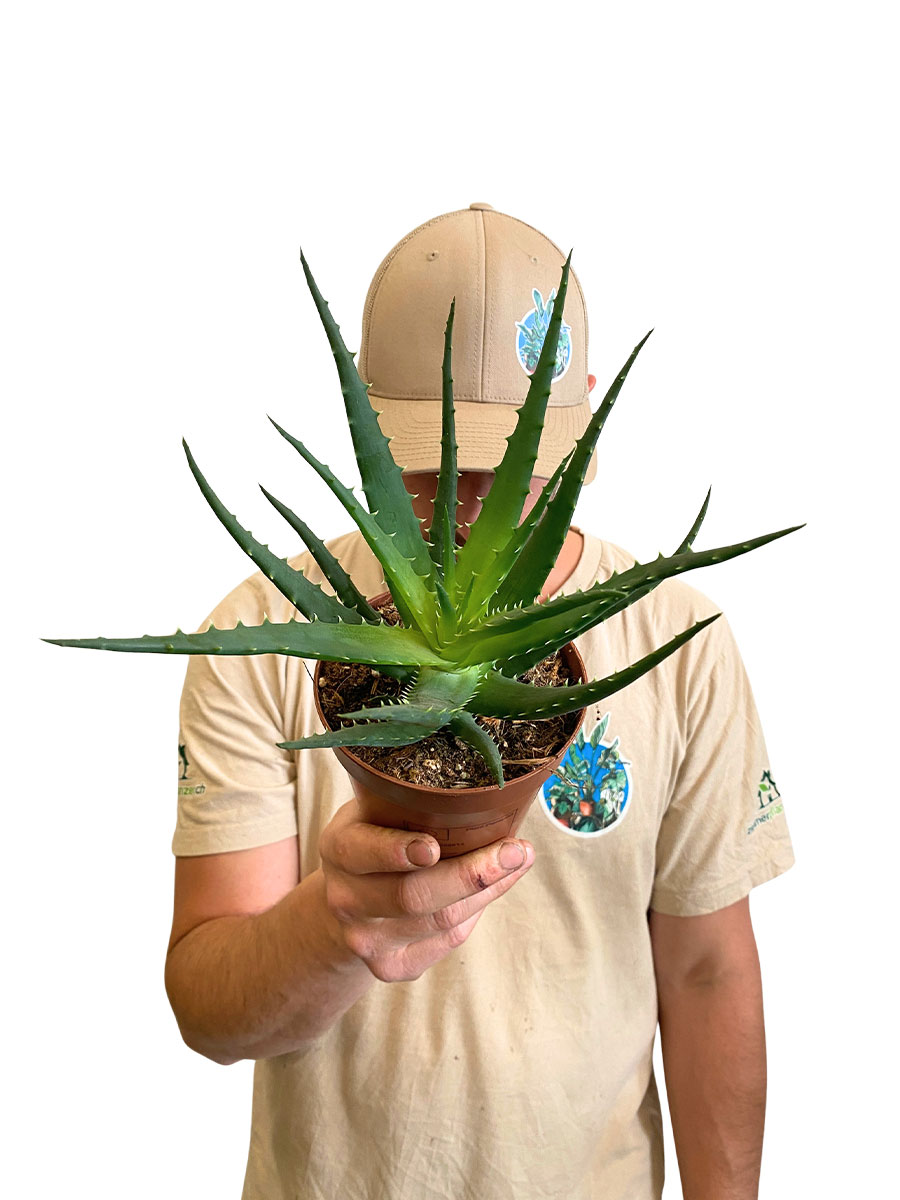 Aloe Aborescens 