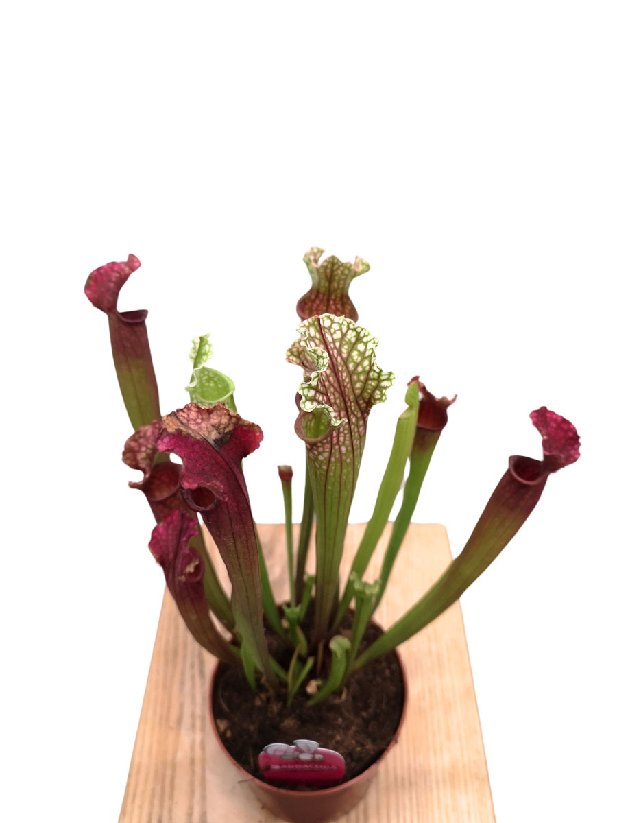 Schlauchpflanze Sarracenia Stevensii Schlauchpflanze Sarracenia Stevensii